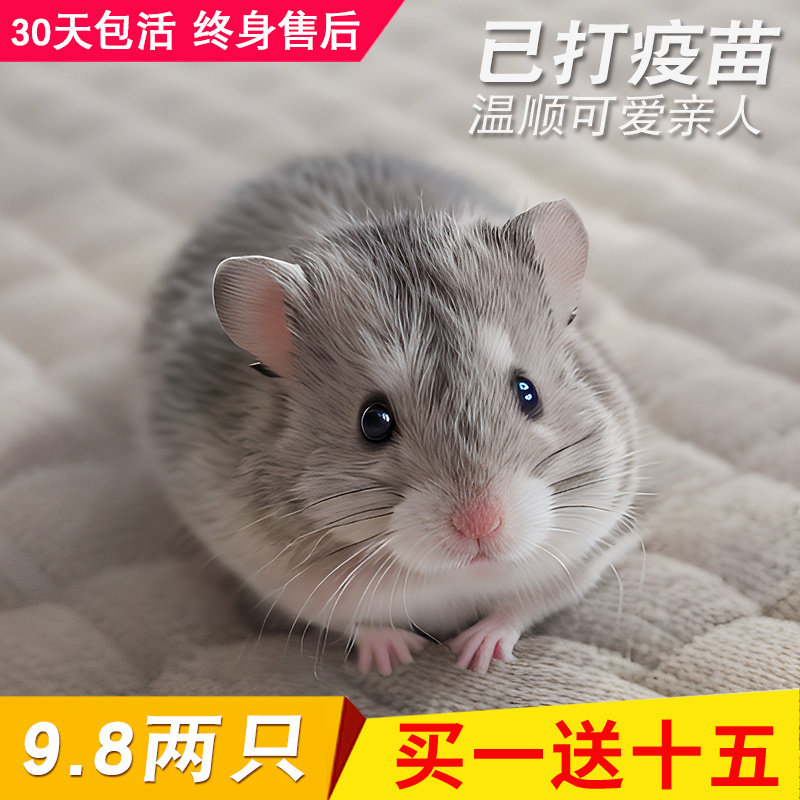 家养小仓鼠活物已打疫苗不咬人银狐布丁三线紫仓活体宠物一公一母,宠物/宠物食品及用品,笼子,淘宝优惠券,粉丝福利购,淘宝优惠卷
