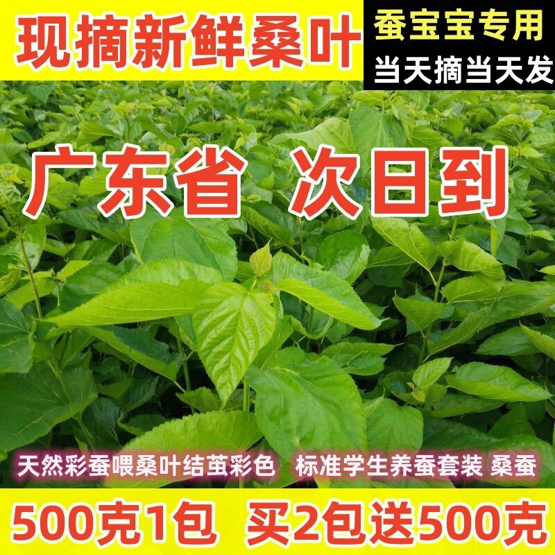 蚕宝宝桑叶新鲜现摘桑叶喂蚕桑蚕叶学生养蚕套装现摘新鲜桑叶广东图片