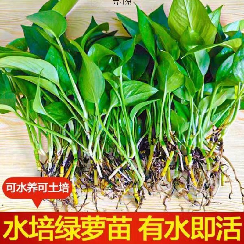 水培绿萝苗盆栽花卉新内除绿箩盆栽四季常青绿萝水培工厂一件