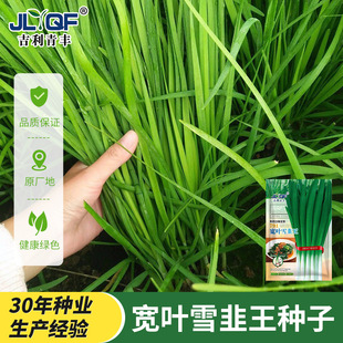 791宽叶韭菜种子雪韭菜籽根四季不休眠阳台盆栽种植耐热寒蔬菜种