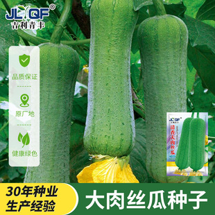 大肉丝瓜种子天天摘香嫩丝瓜种籽春秋四季阳台蔬菜种孑大全菜瓜苗