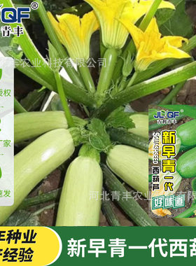 新早青一代杂交西葫芦种子