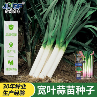 四季宽叶蒜苗蒜种大蒜种子种籽大蒜头红根紫皮自种红皮大蒜苗种子