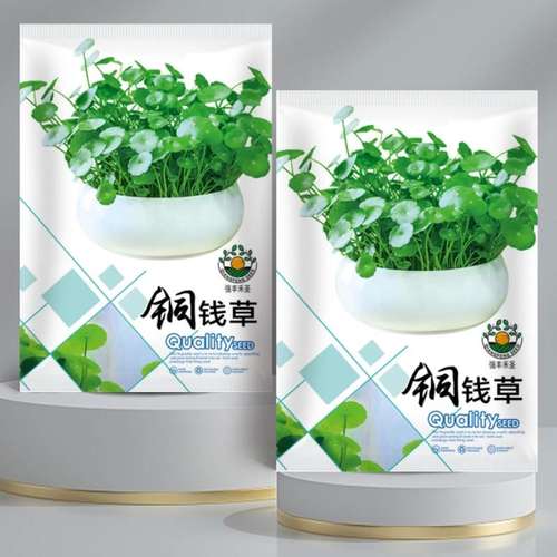 铜钱草种子草籽大叶子出芽成苗后可水养植物招财盆栽室内常绿种孑
