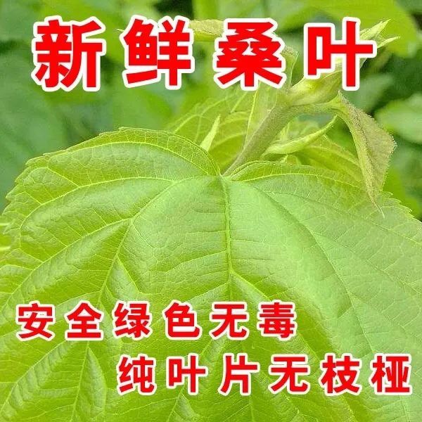 新鲜桑叶现摘现发嫩桑叶蚁蚕小蚕大蚕宝宝卵桑叶新鲜食物半斤包邮