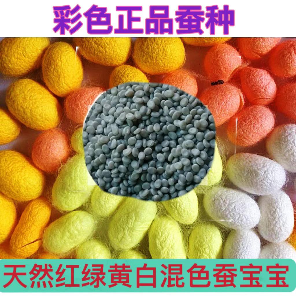 春蚕卵金丝蚕宝宝活体新鲜