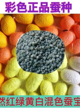 春蚕卵金丝蚕宝宝卵彩色茧蚕卵蚕七彩色蚕卵蚕种蚕子活体新鲜