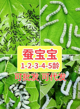 蚕宝宝活物春蚕幼虫蚕卵儿童学生养蚕套装小蚕1龄234龄送新鲜桑叶