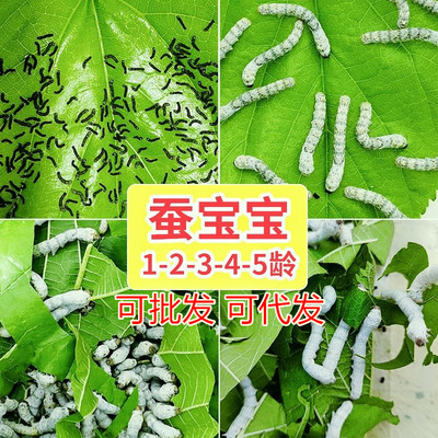 蚕宝宝活物春蚕幼虫蚕卵儿童学生养蚕套装小蚕1龄234龄送新鲜桑叶