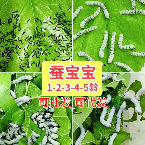 蚕宝宝活物春蚕幼虫蚕卵儿童学生养蚕套装小蚕1龄234龄送新鲜桑叶