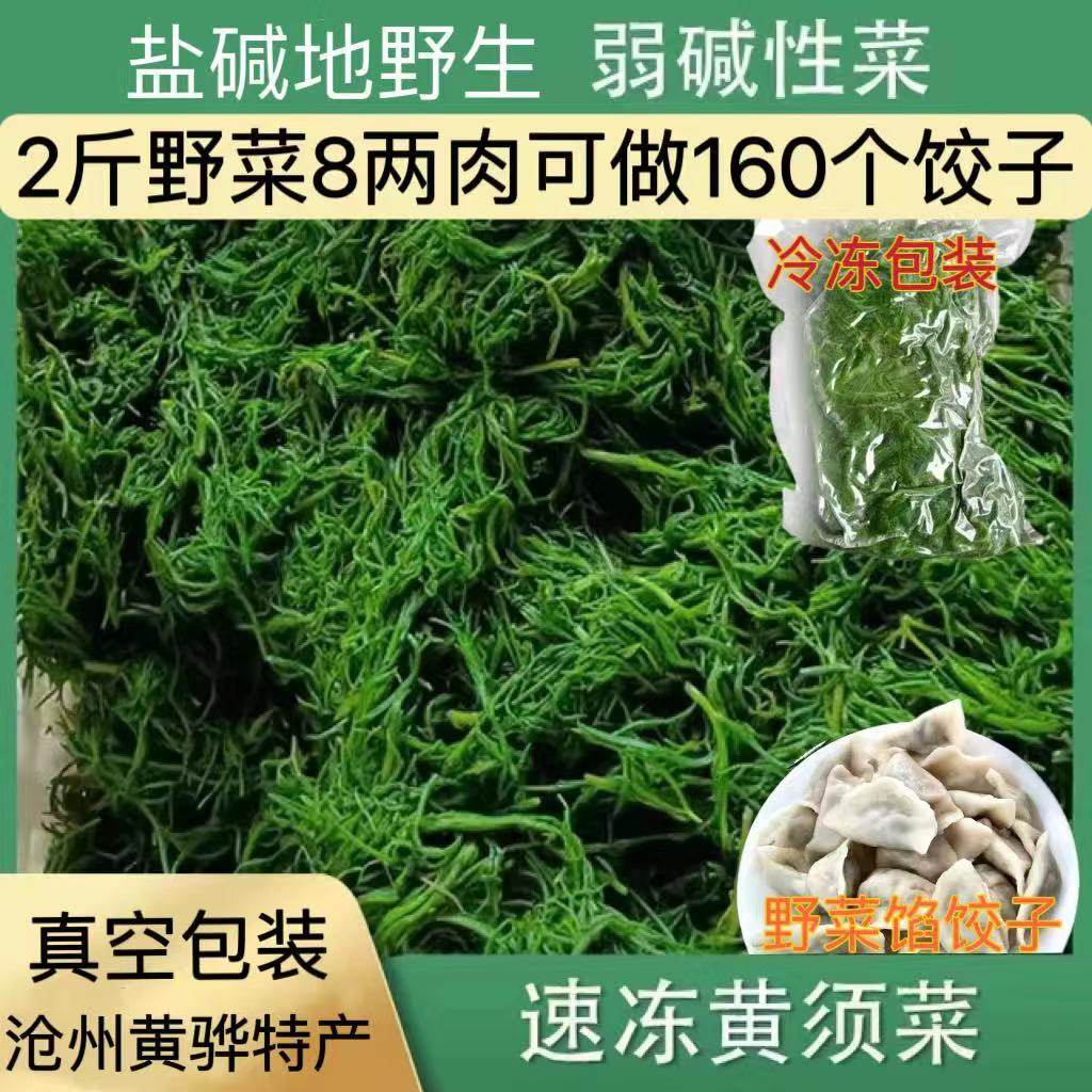 野菜黄须菜新鲜盐碱地碱蓬菜黄席菜猪毛菜黄蓿菜饺子馅涮肉凉拌菜