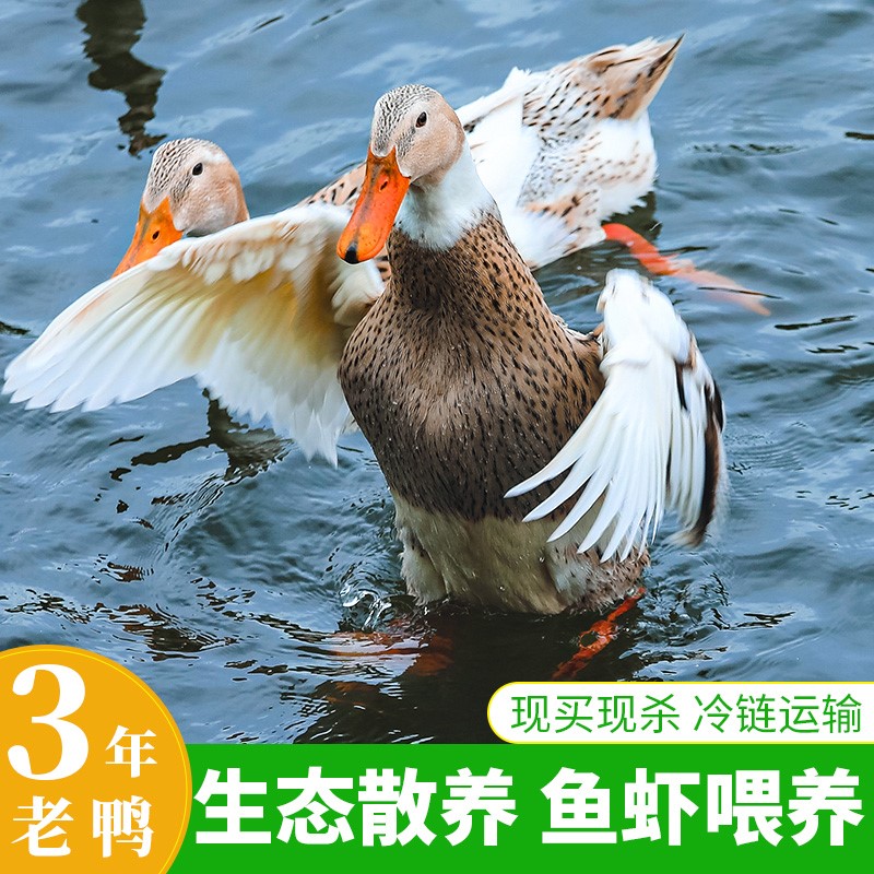 三年老鸭黄山新鲜土鸭正宗老鸭子鸭肉/鸭肉制品