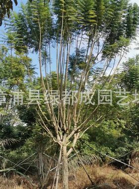 蓝花楹 工程树苗供应景s区乡村绿化蓝花楹 庭院四季多规格蓝花楹