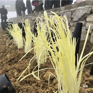 韭黄种植筒遮阳黑罩子家用隔光透气蒜黄套筒韭菜遮.光筒免安装