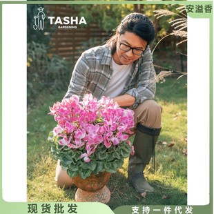 塔莎的花园仙客来盆栽带花室内客厅G植物小苗开花迷你花卉大花苗