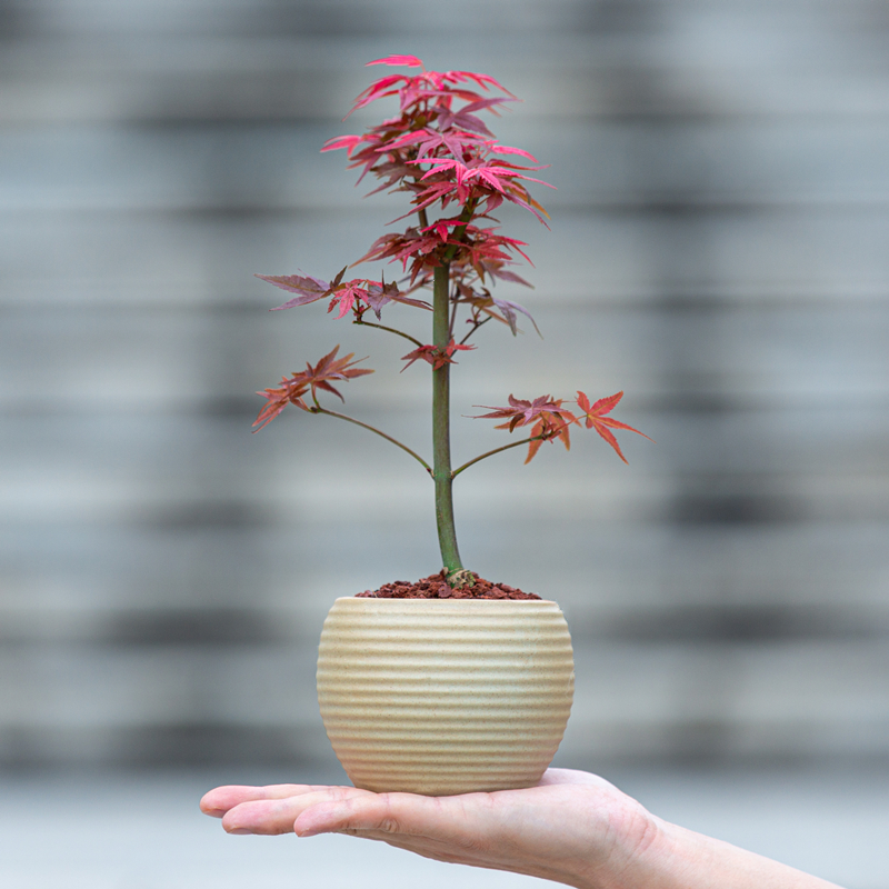 植物禅意小盆栽红叶子绿植花卉