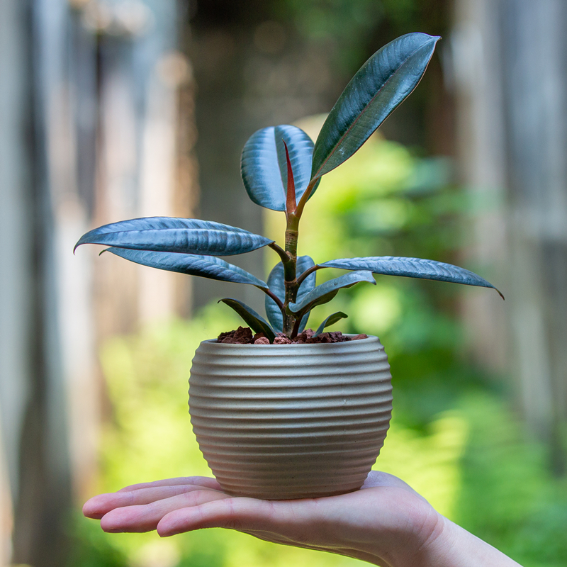 橡皮树盆栽室内外阳台植物吸甲醛盆景易活耐旱净化空气绿植黑金刚