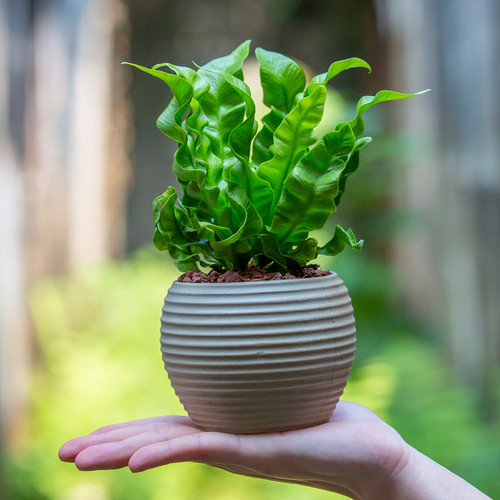 净化空气吸甲醛客厅书房绿植