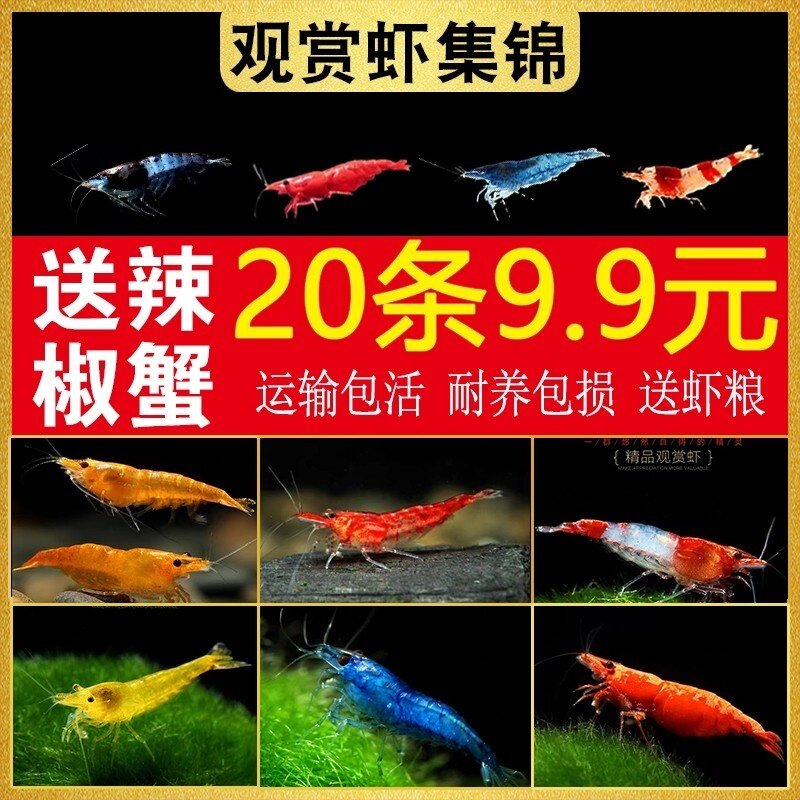 虾鲜活观赏虾淡水黑壳虾樱花虾极火虾蓝宝石小型除藻虾宠物冷水虾