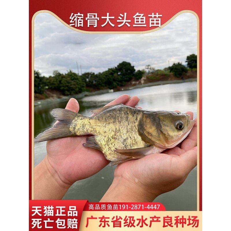 缩骨大头鱼苗淡水养殖食用缩骨大头鲢鳙花鲢鱼苗锁骨仙骨胖头鱼苗
