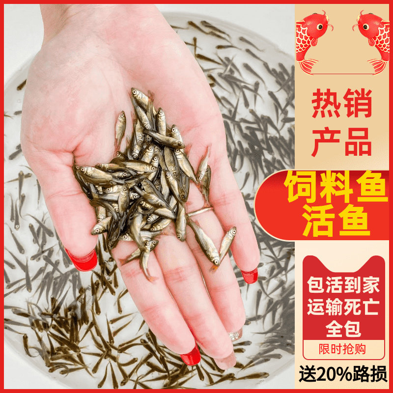 喂乌龟活体饲料鱼小鱼活体养殖活鱼鱼饲料淡水鱼苗草鱼苗龙鱼饲料