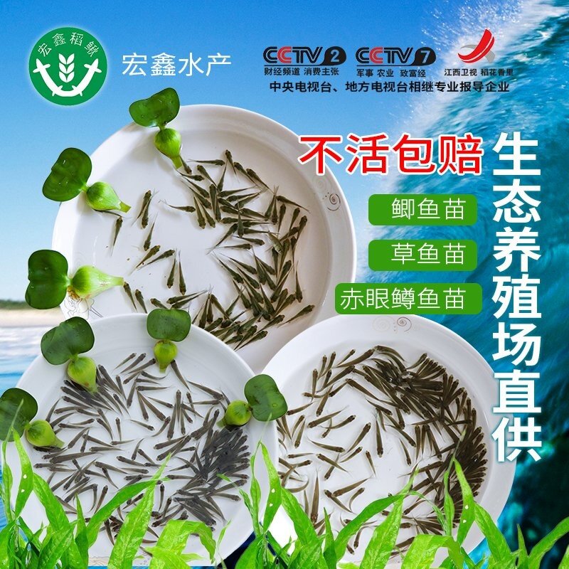 草鱼苗活体小鲤鱼鲫鱼苗龙鱼活体饲料泥鳅苗鄂龟乌龟开口粮小鱼苗