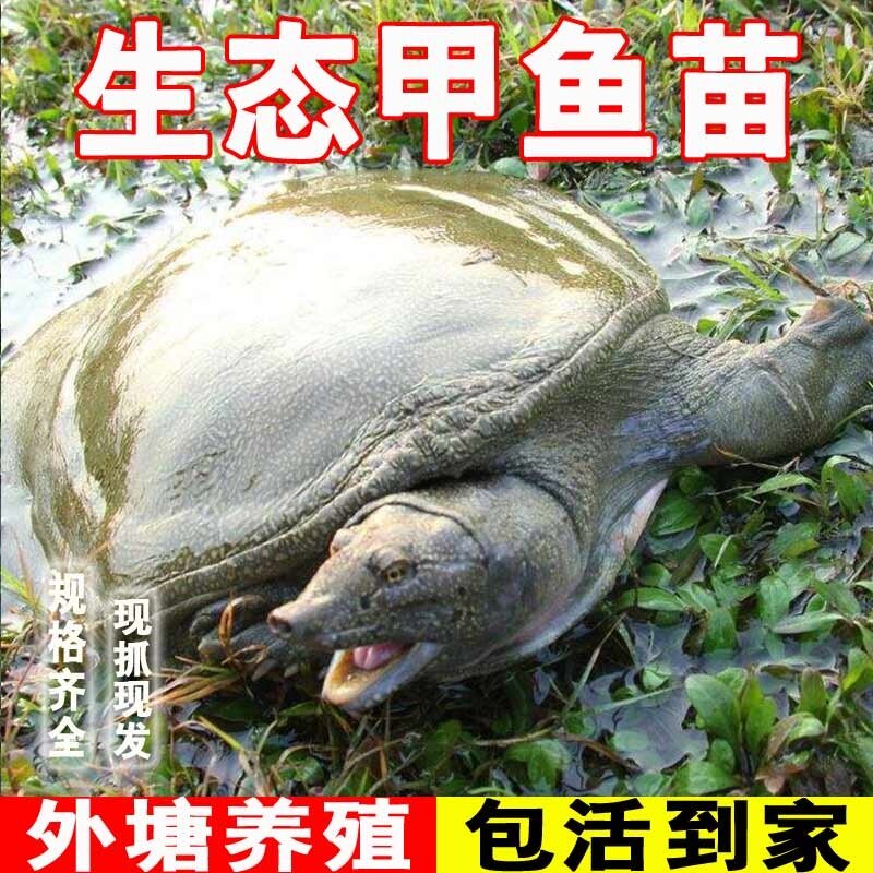 甲鱼苗活体外塘养殖正宗中华鳖苗乌龟王八水鱼团鱼苗食用小甲鱼苗