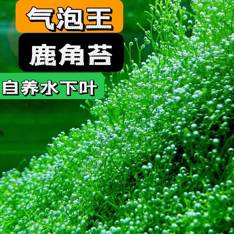 鱼缸造景淡水活体植物冒泡的水草增氧气泡苔藓鹿角苔莫斯新手易养
