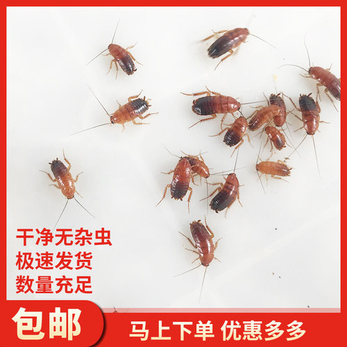 樱桃红蟑螂活体饲料龙鱼蜥蜴守宫鬃狮蝎子蜘蛛食物活虫幼体成体