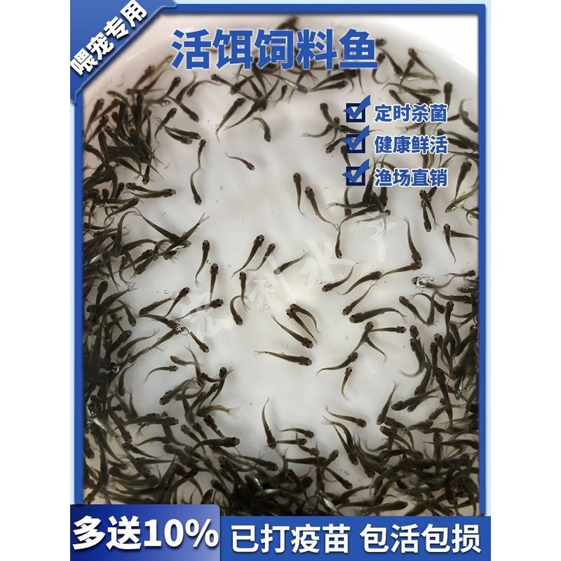 饲料鱼活鱼苗喂乌龟小鱼苗活体淡水养殖鳄龟龙鱼鳜鱼鲈鱼活食饵料