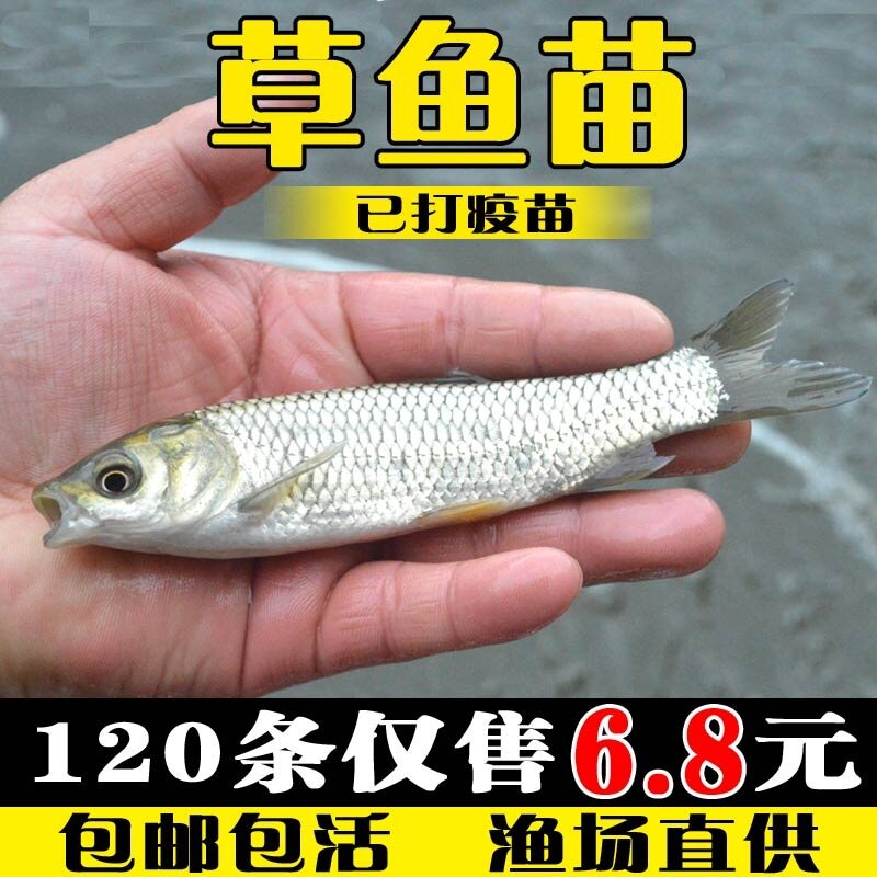 草鱼苗淡水养殖小鱼苗脆肉皖鱼苗活物食蚊冷水观赏鱼草鱼活体鱼苗