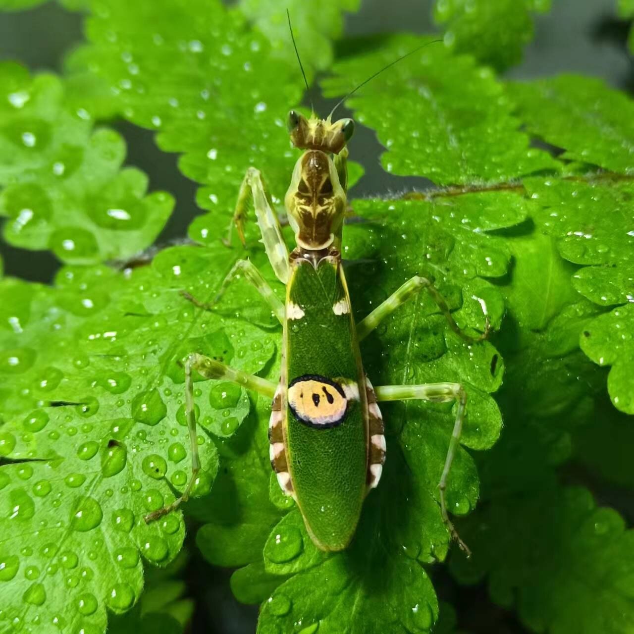 眼斑螳螂刺花非洲大魔兰花幽灵广斧活体宠物卵爬宠虫中华大刀活体