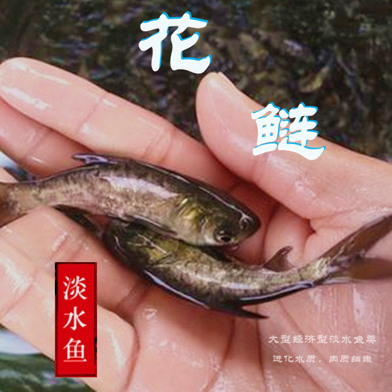 花鲢鱼苗大头鳙鱼苗芝麻花鲢胖头鱼苗大头鱼苗易活长大快淡水活体