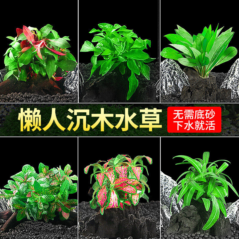 疯狂水草鱼缸造景沉木水草植物真草阴性冒泡水草水榕养鱼水草鱼草