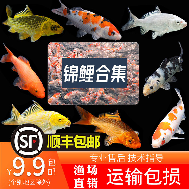 锦鲤活鱼 纯种观赏小型好养耐活幼鱼冷水淡水小鱼苗龙凤金鱼