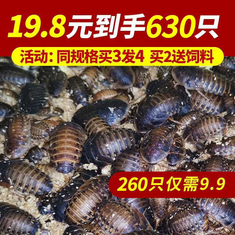 杜比亚蟑螂 昆虫 爬宠 活饵 饲料