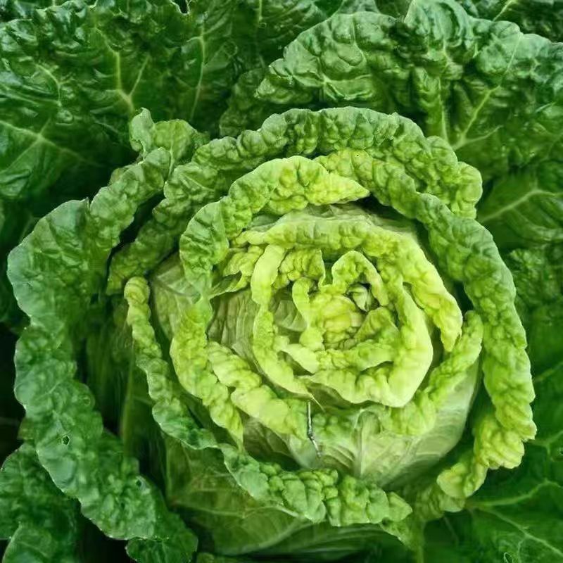 秋播特大白菜种籽特大高产