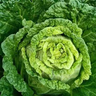 冬储35斤秋播大白菜种子北方特大高产耐寒越冬耐储藏特大白菜种籽