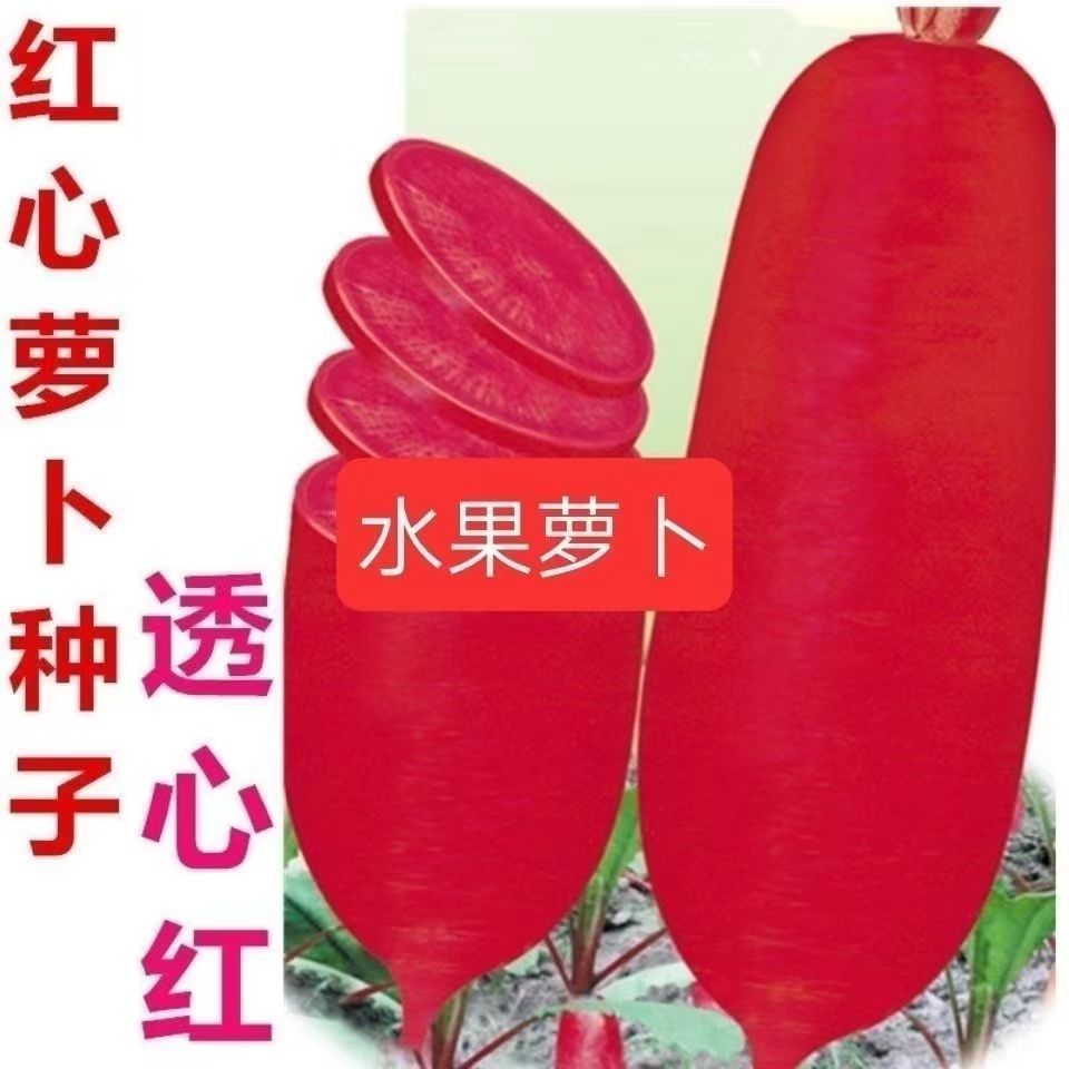 凤梨水果萝卜种子沙窝甜脆型萝卜种籽子红心红皮春秋四季蔬菜种子
