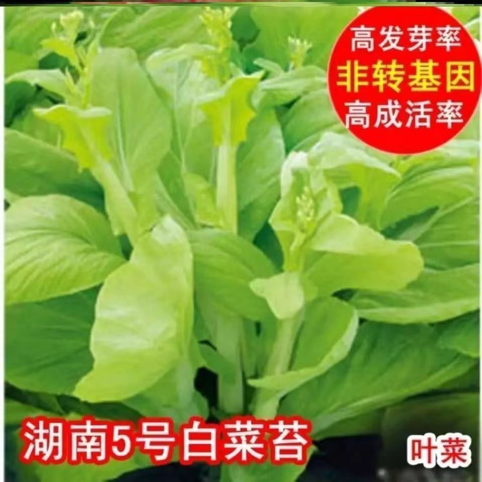 早熟白菜苔种籽白菜心种子香甜早白菜苔菜种阳台庭院蔬菜四季种植