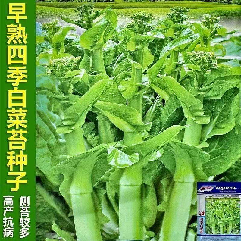 四季白菜苔种子耐寒耐热不生虫