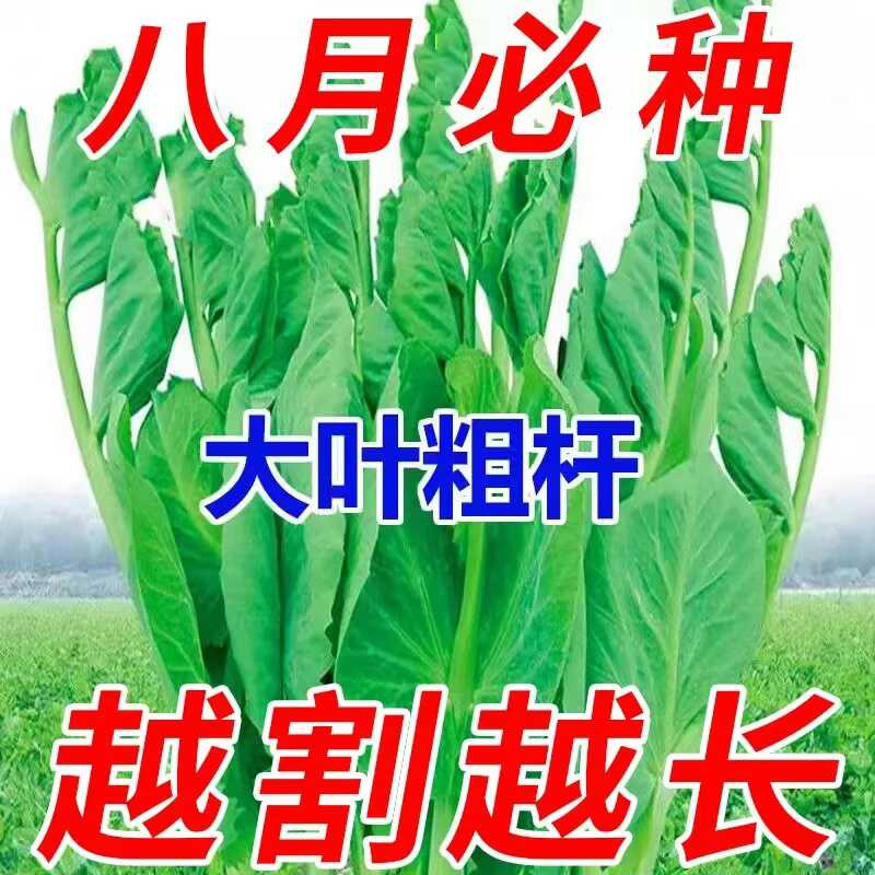 蔬菜又长四季易种耐热盆栽