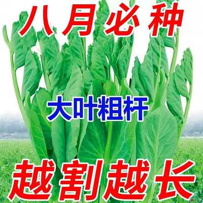 蔬菜又长四季易种耐热盆栽