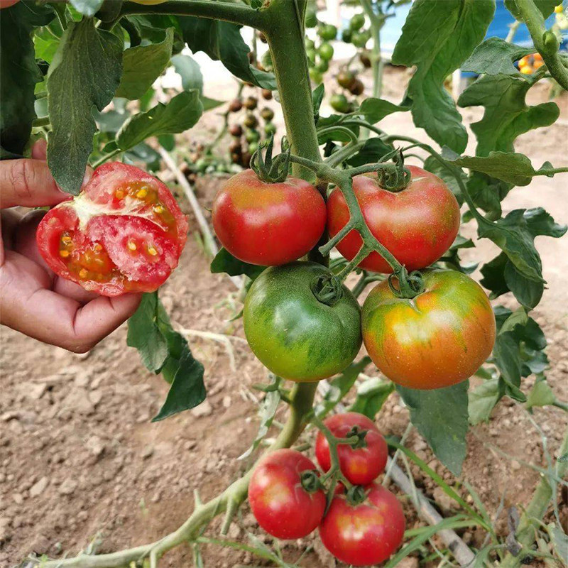 西红柿种子水果番茄种籽黄色千禧圣女果草莓小番茄籽种孑花生柿子