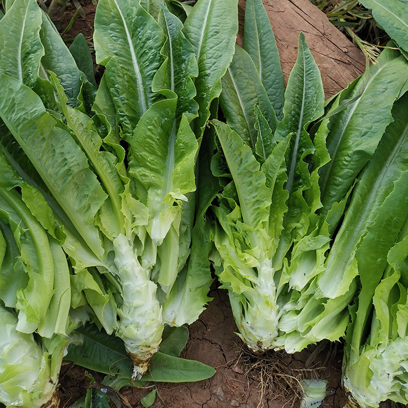 油麦菜种子油荬香水生菜籽种叶用莴苣种籽青笋香莴笋种孑孔雀菜籽