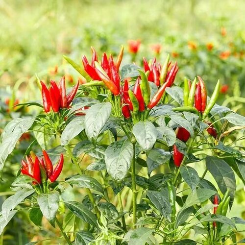 【新鲜小米辣】露天头茬小米辣椒朝天椒新鲜尖椒炒菜薄皮辣椒