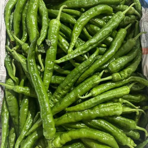 湖南本土专用辣椒炒肉新鲜蔬菜薄皮青椒微辣小皱皮农家自种土辣椒