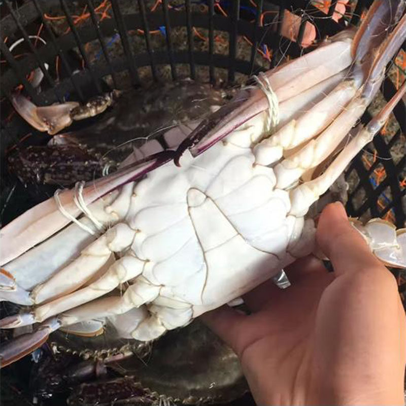 福利一天155元三斤蟹王深海捕捞大公梭子蟹7两左右一只收到不包活,水产肉类/新鲜蔬果/熟食,梭子蟹,淘宝优惠券,粉丝福利购,淘宝优惠卷