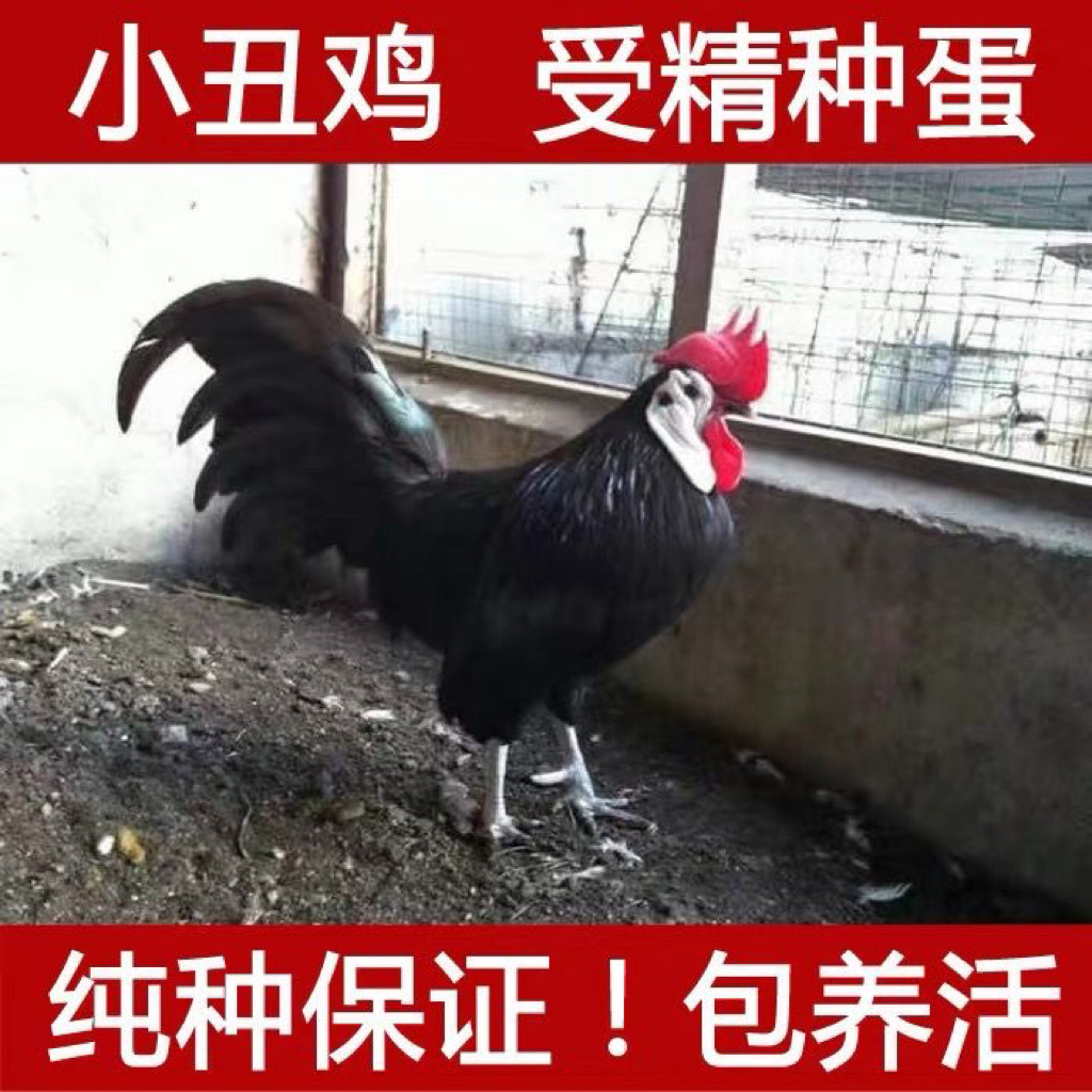 西班牙小丑鸡种蛋白脸鸡种蛋可孵化受精鸡蛋宠物鸡受精鸡蛋观赏鸡