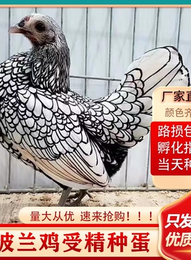 波兰鸡种蛋受精蛋引进新品观赏鸡可孵化散养宠物鸡蛋受精种鸡蛋苗